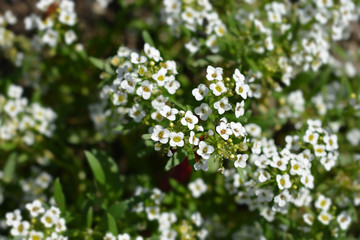 Sweet alyssum Snow Cloth