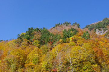 Fototapeta premium 奥志賀高原の紅葉