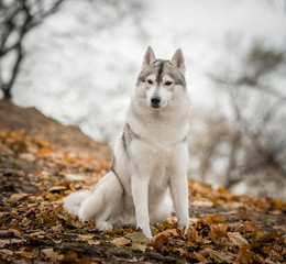 Autumn Husky