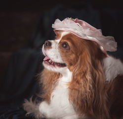 cavalier king charles spaniel studio