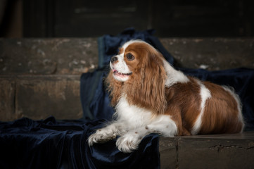 cavalier king charles spaniel studio