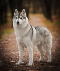 Autumn Husky