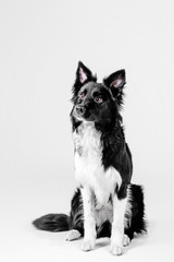 Border Collie dog on white background