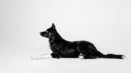 Border Collie dog on white background