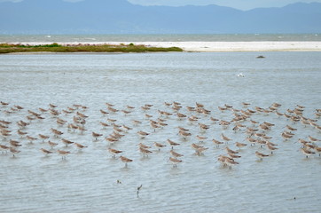 Bar-tailed godwit (Limosa lapponica) in New Zealand
