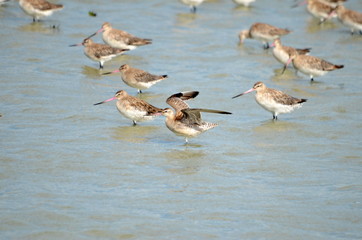 Bar-tailed godwit (Limosa lapponica) in New Zealand