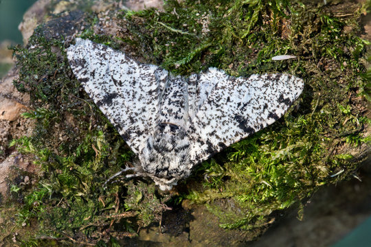 The Peppered Moth Resting On Lichen
