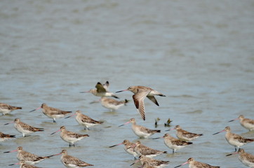 Bar-tailed godwit (Limosa lapponica) in New Zealand