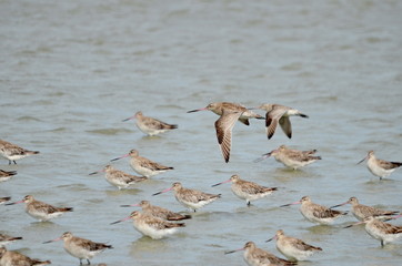 Bar-tailed godwit (Limosa lapponica) in New Zealand