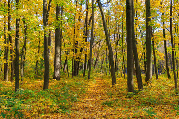 Footpath among the trees with colored leaves in the park at sunny autumn day
