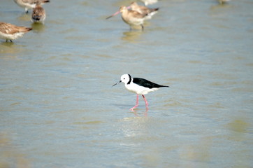 Pied Stilt looking for food