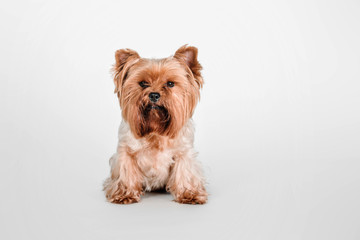 Yorkshire Terrier dog lying on a white background in studio