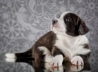 Fluffy christmas cardigan puppy 