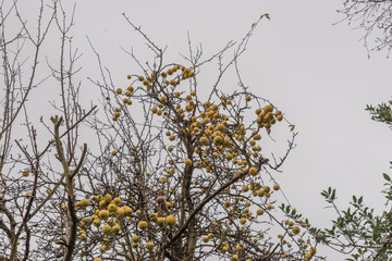 Winter Apples 1