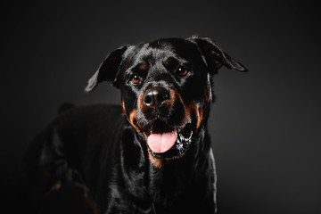Beautiful Rottweiler dog portrait on a black background in the studio