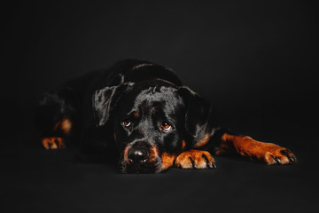 Obraz premium Rottweiler dog lying on a black background in the studio