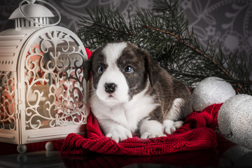 Fluffy christmas cardigan puppy 