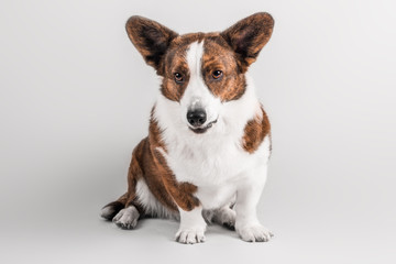Welsh corgi cardigan studio portrait
