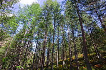 Sunbeams penetrate the fir and larch woods in the alpine valleys.