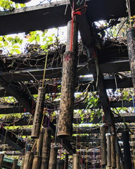 Asian Wish Tag Hanging on Trellis
