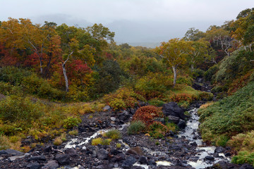 Fototapeta na wymiar Autumn forest, Iturup island, Kuril islands, Russia