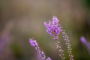 Purple flowers heather