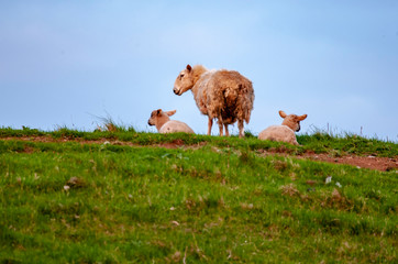 Schafsfamilie