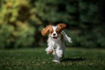 cavalier king charles spaniel