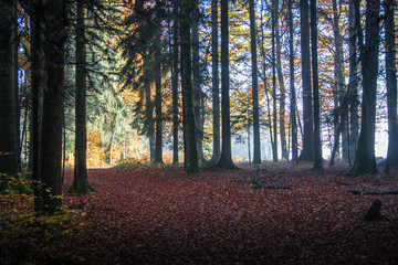 Moody autumn forest with rays of light in the Black Forest, Germany