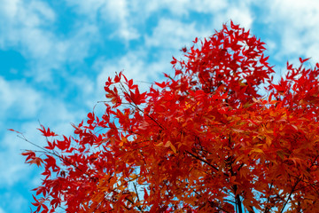 紅葉と秋の空