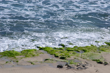 Dettail of the beach grass and rocks in Australia water