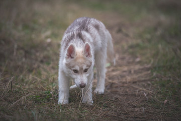 Obraz premium Husky puppy at the forest