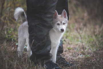 Husky puppy at the forest