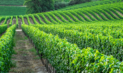 Fototapeta na wymiar Rolling vinyard on farm