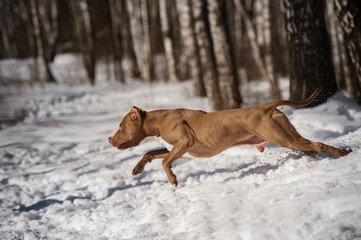 active pitbull training 