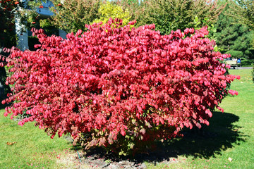 Beautiful mahogany. Nature