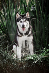 Alaskan malamute in the autumn park