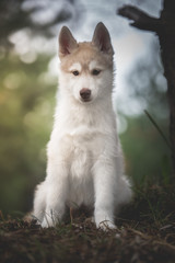 Husky puppy at the forest