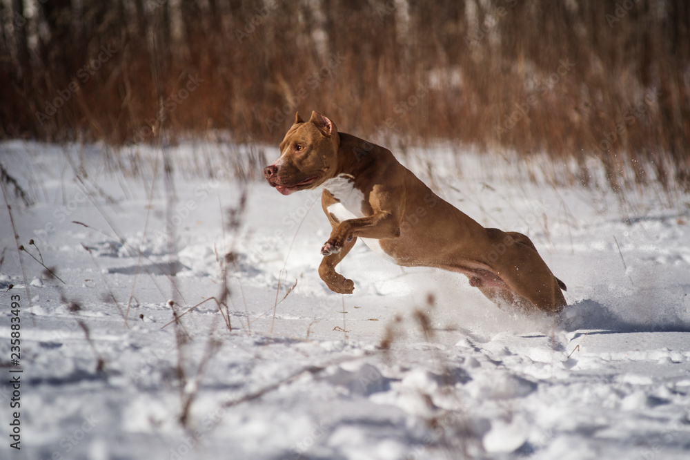 Wall mural active pitbull training