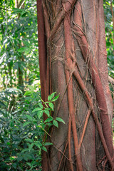 Sunggei Wetland Singapore