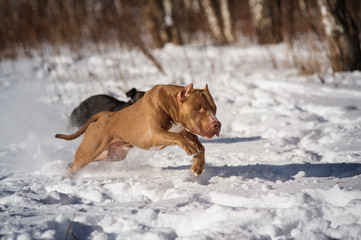 active pitbull training 