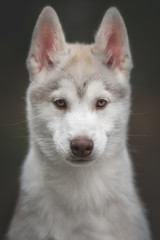 Husky puppy at the forest