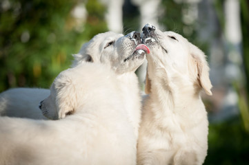 White fluffy puppy tongues