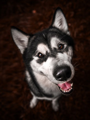 Obraz premium Autumn Malamut dog