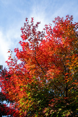 Beautiful red maple leaves in autumn sunny day, blue sky, close up, copy space, macro