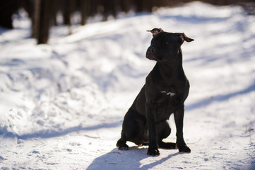 active pitbull training 