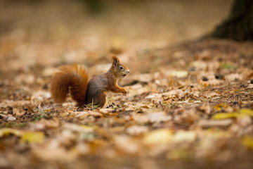 Squirrel. The squirrel was photographed in the Czech Republic. Squirrel is a medium-sized rodent. Inhabiting a wide territory ranging from Western Europe to Eastern Asia. Free nature. Beautiful pictur