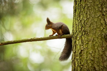 Squirrel. The squirrel was photographed in the Czech Republic. Squirrel is a medium-sized rodent. Inhabiting a wide territory ranging from Western Europe to Eastern Asia. Free nature. Beautiful pictur