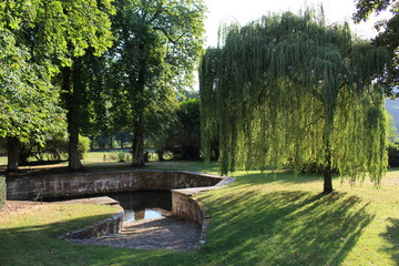 Abbaye du Bec-Hellouin : saule pleureur © Christophe Rubin