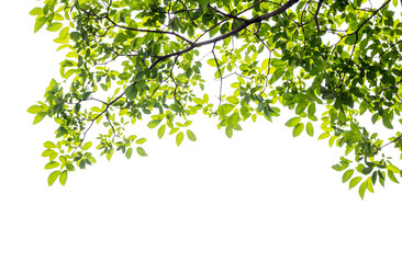 Green leaf and branches on white background